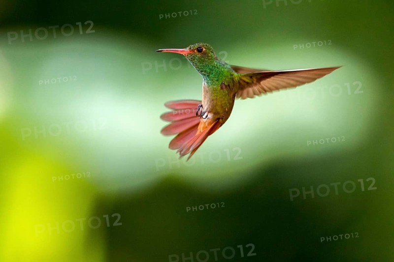Rufous-tailed Hummingbird (Amazilia tzacatl) flying, Peten, Guatemala