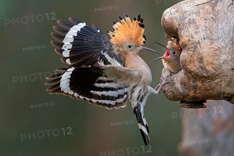 Eurasian Hoopoe (Upupa epops) feeding chick in breeding cavity, Saxony-Anhalt, Germany