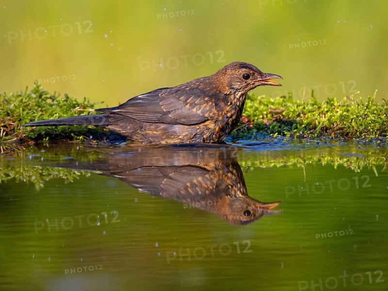 Blackbird (Turdus merula), one, individual, biotope, habitat, perch, water body, garden, Neuhofen, Rhineland-Palatinate, Federal Republic of Germany