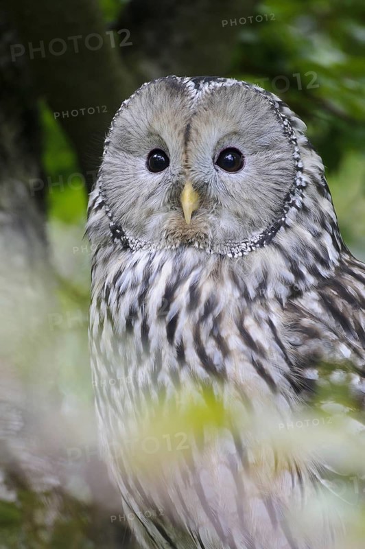 Ural Owl (Strix uralensis), Bavaria, Germany