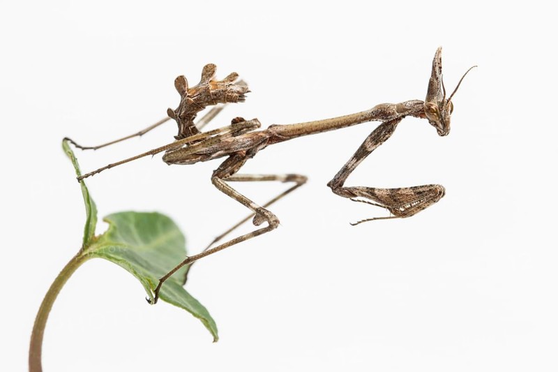 Conehead Mantis (Empusa pennata), nymph over white background, Galicia, Spain