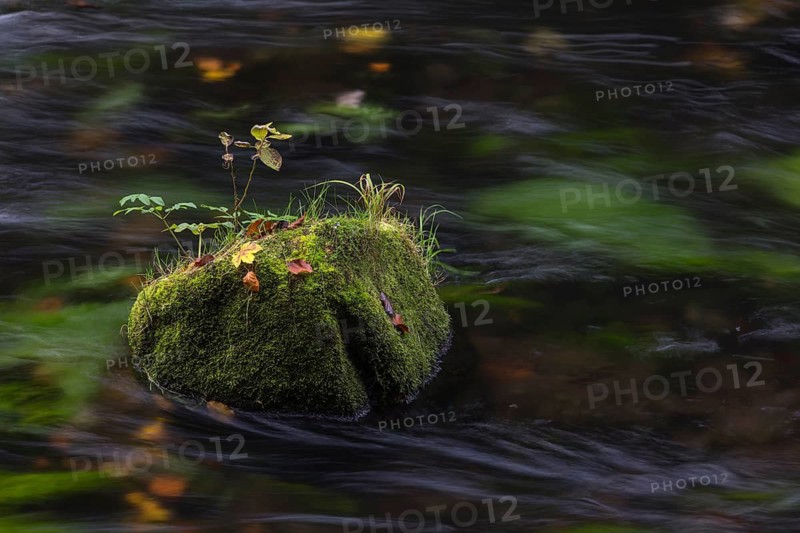Flowing water with ferns and rocks in the Edmunds Gorge in autumn. River Kamnitz, Hrensko, Ustecky kraj, Czech Republic