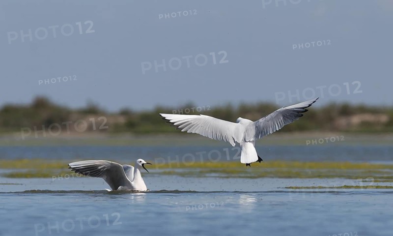 Slender-billed Gull (Chroicocephalus genei), Spain