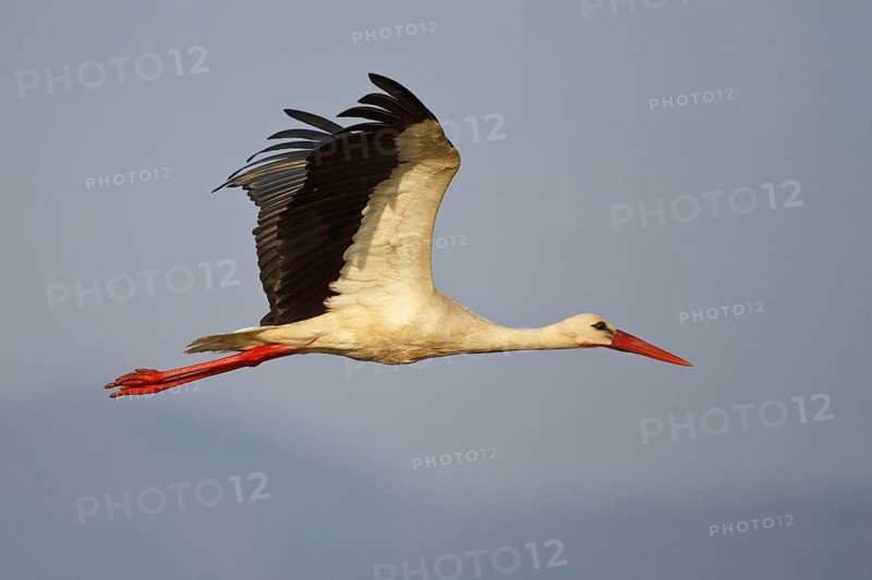 White Stork (Ciconia ciconia) flying, North Rhine-Westphalia, Germany