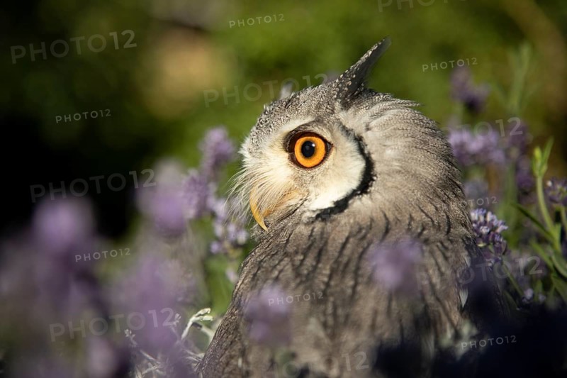 Southern White-faced Owl (Ptilopsis granti) captive, among flowers, Germany