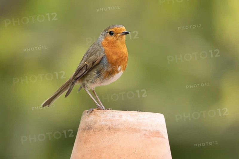 European robin (Erithacus rubecula) adult garden bird on a plant pot, Suffolk, England, United Kingdom