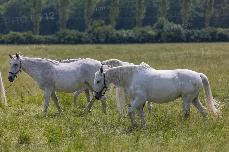 Kladruber horse, mares, standing on the paddock. National Stud Farm Kladruby nad Labem