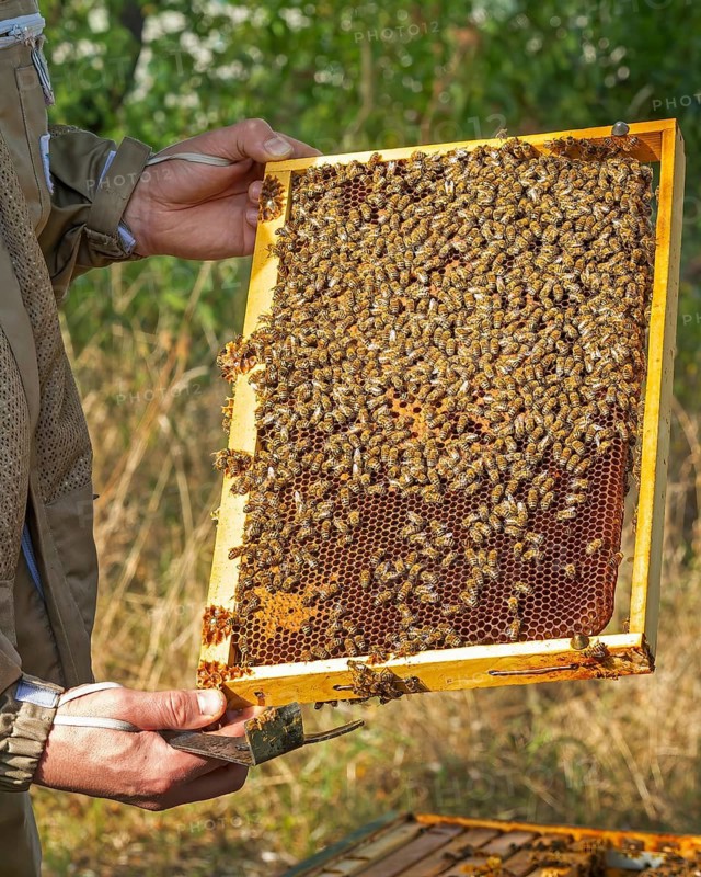 Western honey bee (Apis mellifera) fruit blossom, beekeeper, beekeeper suit, frames, hives, honeycomb, marked queen bee, beehive, petals, honey bee, beekeeper, organic honey, bee honey, honey, health, food, pollination, mass harvest, pollen, fruit tree, organic shop, bee diseases, biosphere reserve, Saxony-Anhalt, Germany