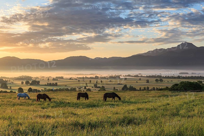 Horses grazing in a meadow, sunrise, cloudy mood, idyllic, peaceful, Loisach-Lake Kochel-Moor, behind Benediktenwand, Bavaria, Germany