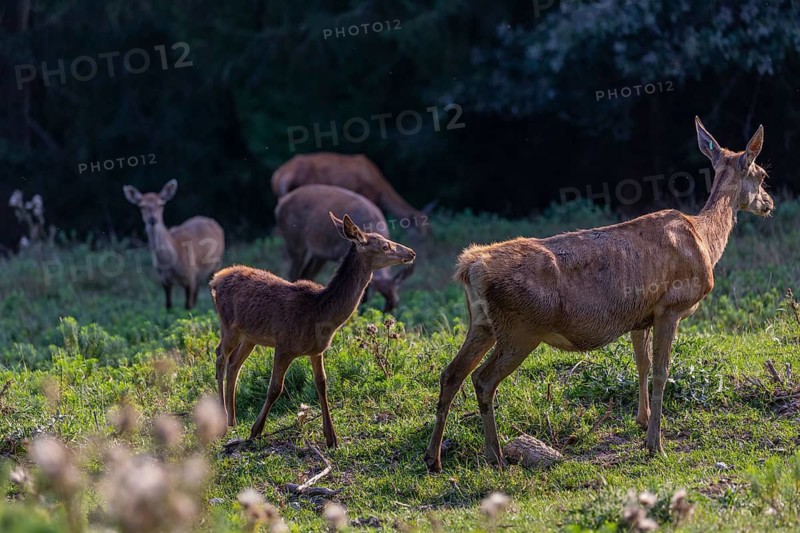 One Red Deer fawn (Cervus elaphus) standing on a green meadow. A dark forest in the background