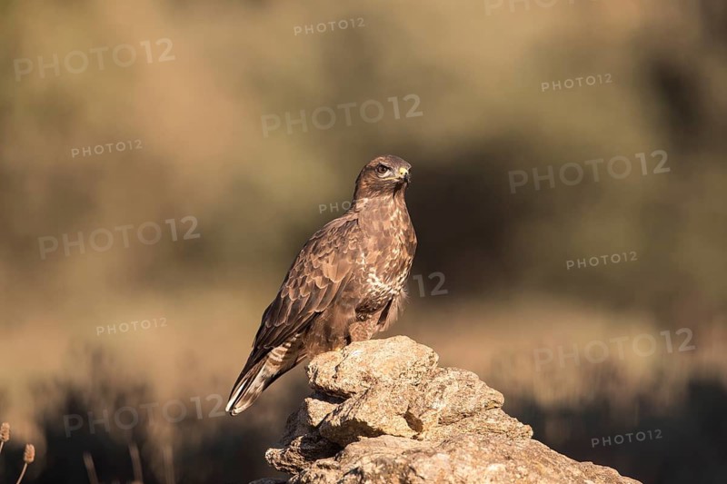 Common buzzard (Buteo buteo), Extremadura, Castilla La Mancha, Spain