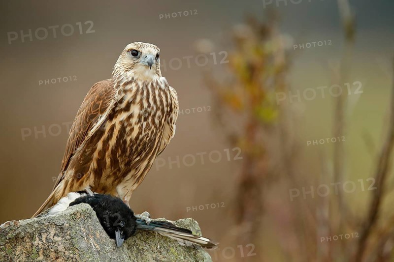 Saker Falcon, Falco cherrug, with caught magpie on the stone. Bird of prey sitting on the rock with food, animal behaviour. Wildlife scene in nature habitat, Bulgaria