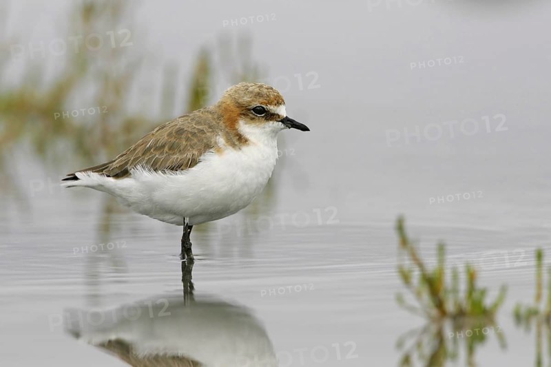 Red-capped Plover (Charadrius ruficapillus), Victoria, Australia