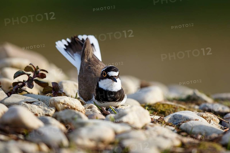 Little Ringed Plover (Charadrius dubius) male, North Rhine-Westphalia, Germany
