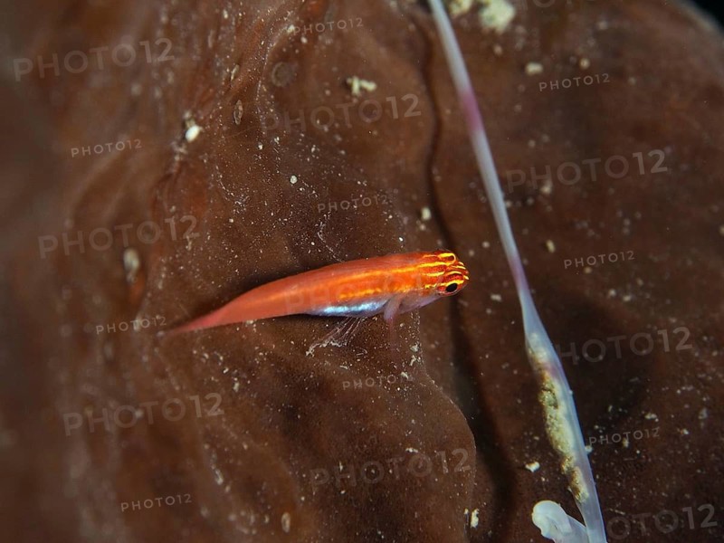 A small red black-bellied goby (Eviota atriventris) on a brown surface under water, dive site Prapat, Penyapangan, Bali, Indonesia