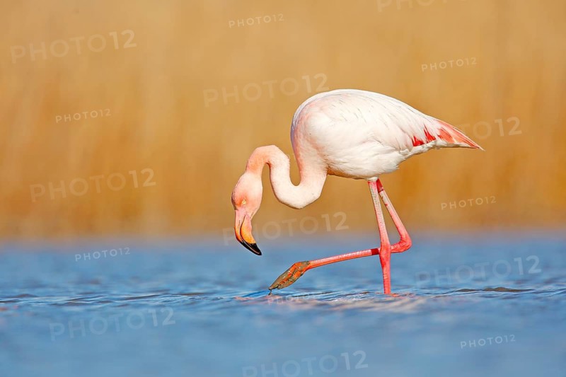 Wild France. Greater Flamingo, Phoenicopterus ruber, beautiful pink big bird in dark blue water, with evening sun, reed in the background, animal in the nature habitat, Camargue, France