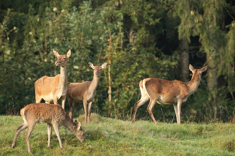 Red deer (Cervus elaphus) females during the rut, Allgäu, Bavaria, Germany, Allgäu, Bavaria, Germany