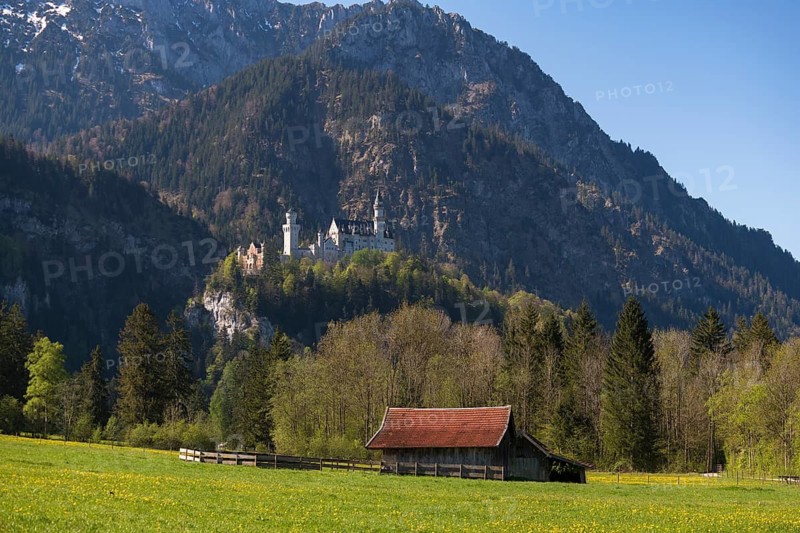A hut stands on a flowering meadow, while a castle rises in the background in front of majestic mountains, Neuschwanstein, Schwangau near Füssen, Ostallgäu district, Swabia, Bavaria, Germany