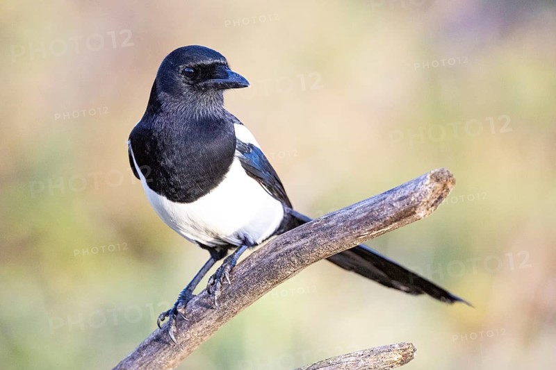 Magpie (Pica pica) Germany