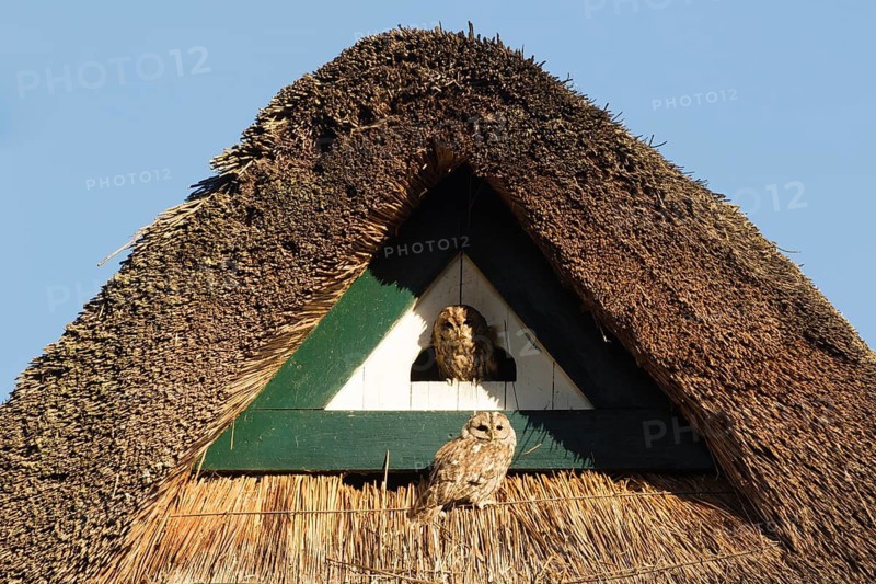 Tawny Owl (Strix aluco), Hamburg, Germany