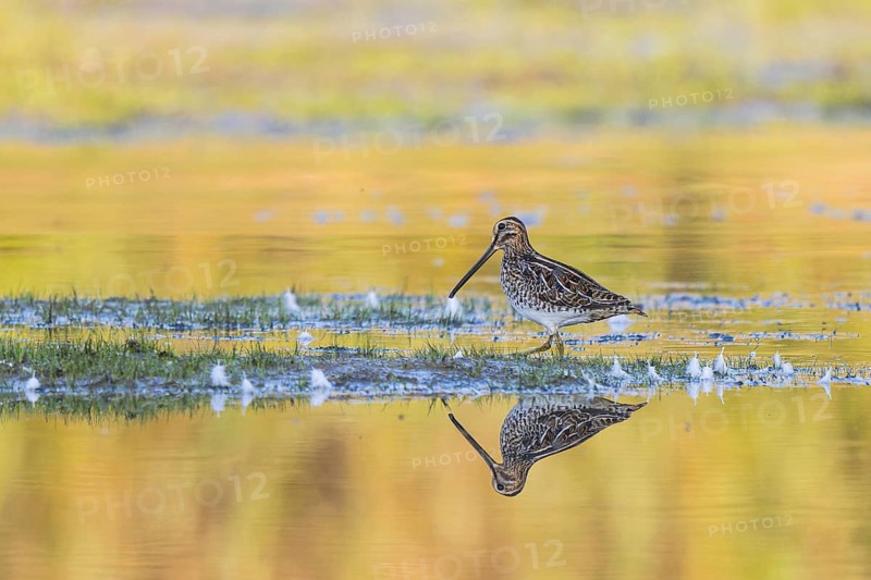 Common Snipe (Gallinago gallinago) foraging, Netherlands