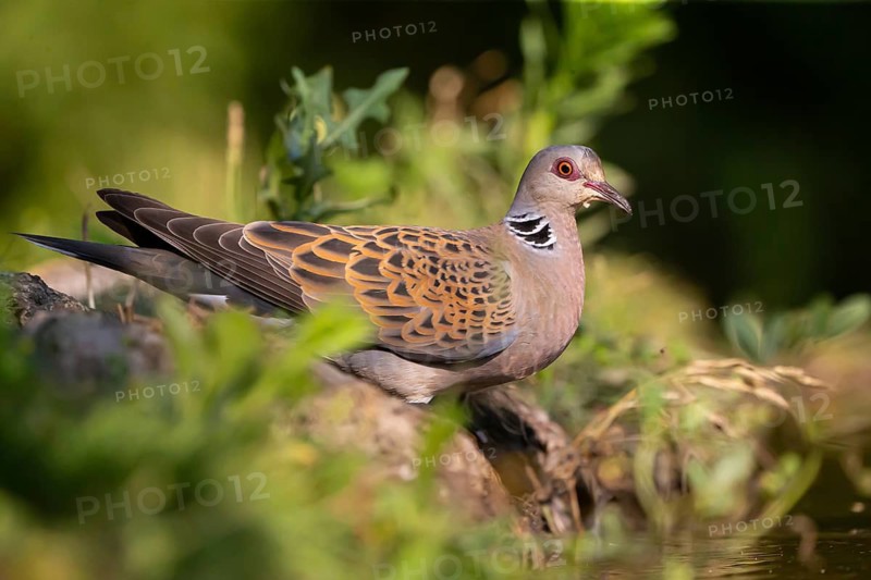 Turtle dove (Streptopelia turtur) comes to drink, Hungary