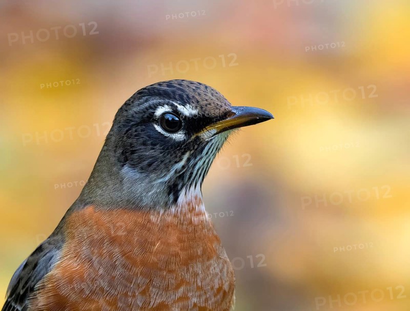 American Robin, Turdus migratorius, close-up portrait in Saskatoon, Saskatchewan, Canada