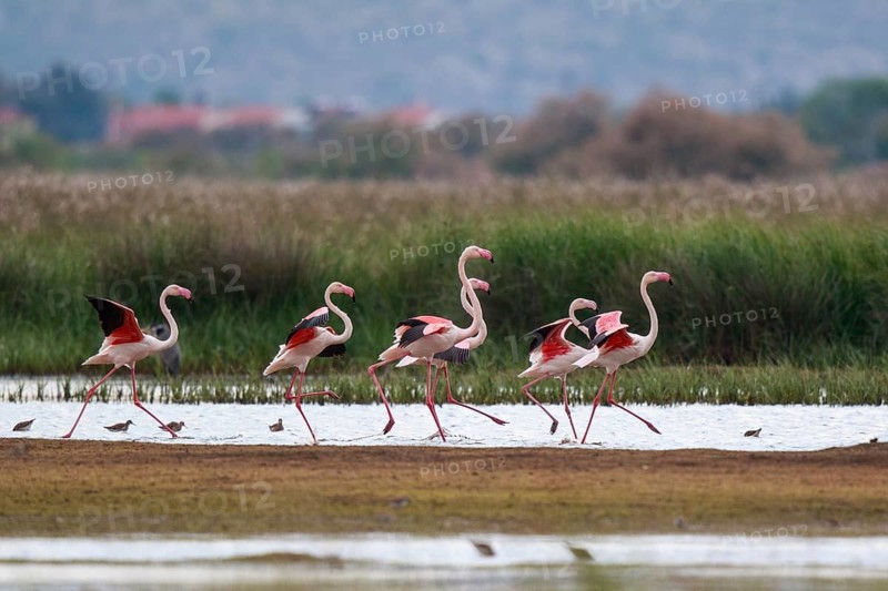Greater Flamingo (Phoenicopterus roseus) group standing in shallow water, Greece