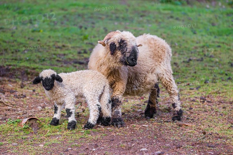 A female Valais Blacknose sheep and its lamb (Avis Aries) stand on a pasture on hilly ground