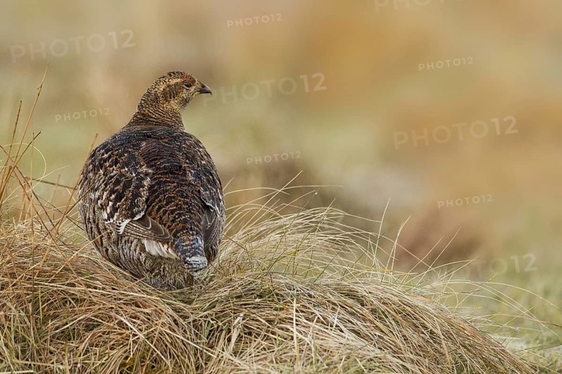 Black Grouse (Lyrurus tetrix) female, Scotland, United Kingdom