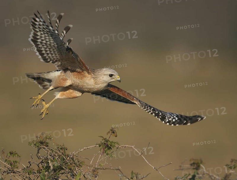 Red-shouldered Hawk (Buteo lineatus) flying, Florida, USA