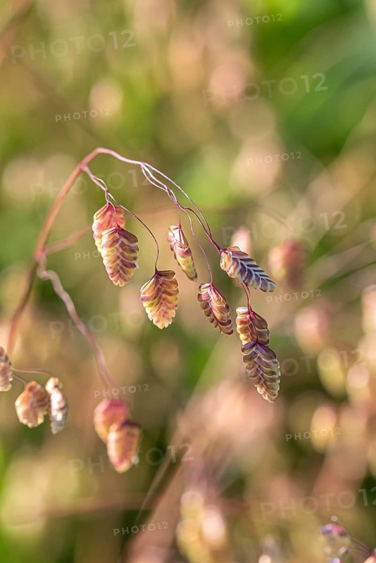 Quaking grass (Briza media)