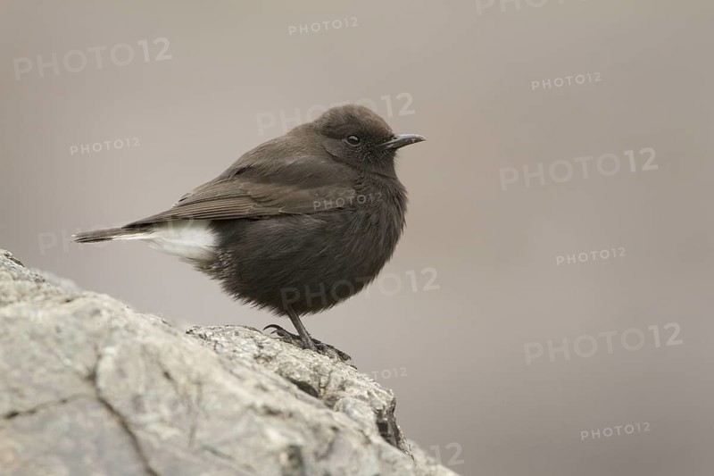 Black Wheatear (Oenanthe leucura) male, Morocco