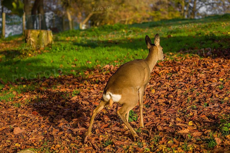 A female roe deer (Capreolus capreolus) stands in a meadow covered with leaves, urinating