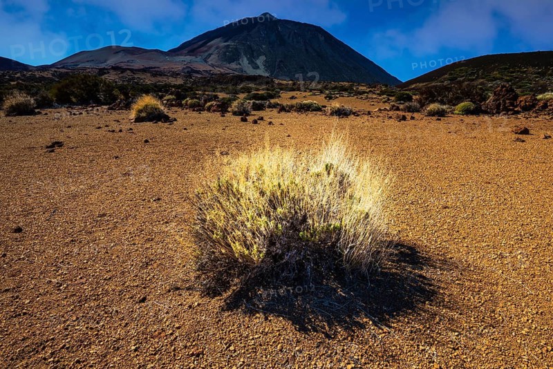 Pico de Teide, Tenerife National Park, World Heritage Site, Tenerife, Canary Islands, Spain