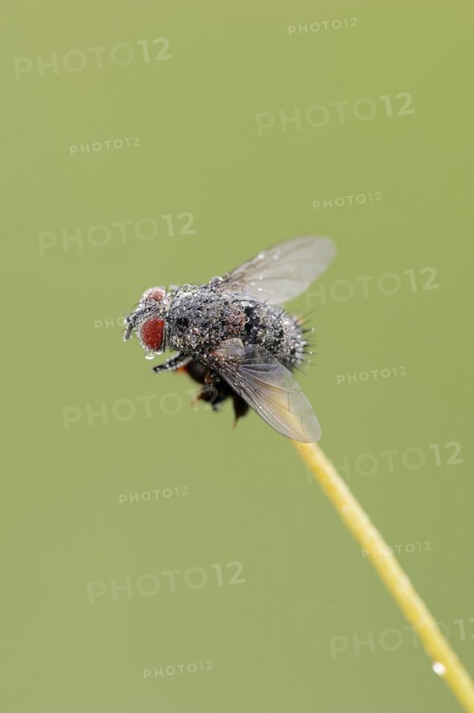 Caterpillar fly or tachnid (Tachinidae) with dewdrops, North Rhine-Westphalia, Germany
