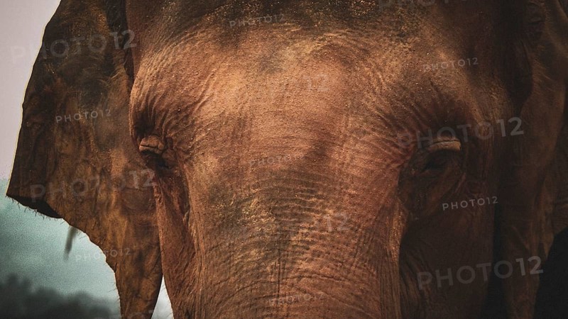 An elephant portrait (elephus maximus) with soft lighting that emphasises the melancholy and details of the skin, Pinnawela Elephant Orphanage, Sri Lanka