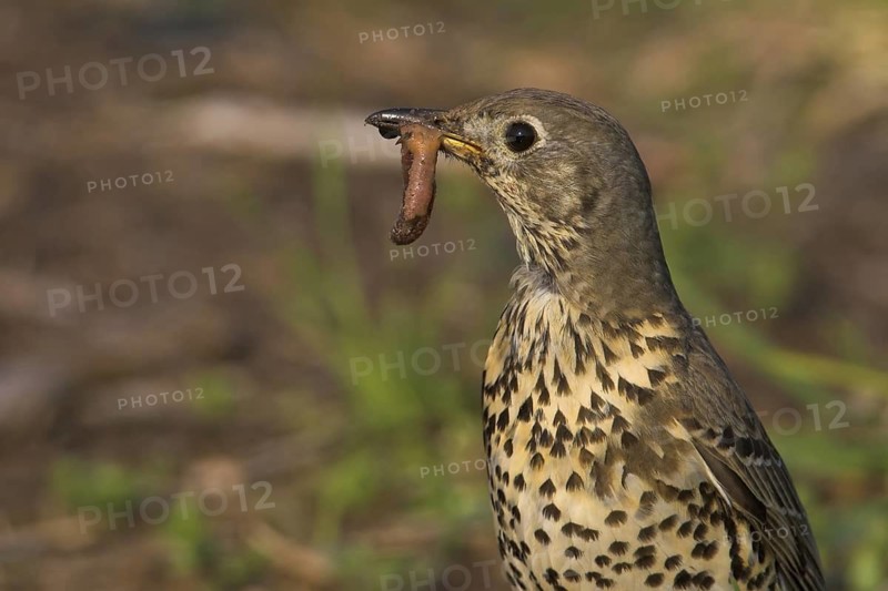 Mistle Thrush (Turdus viscivorus), Rhineland-Palatinate, Germany