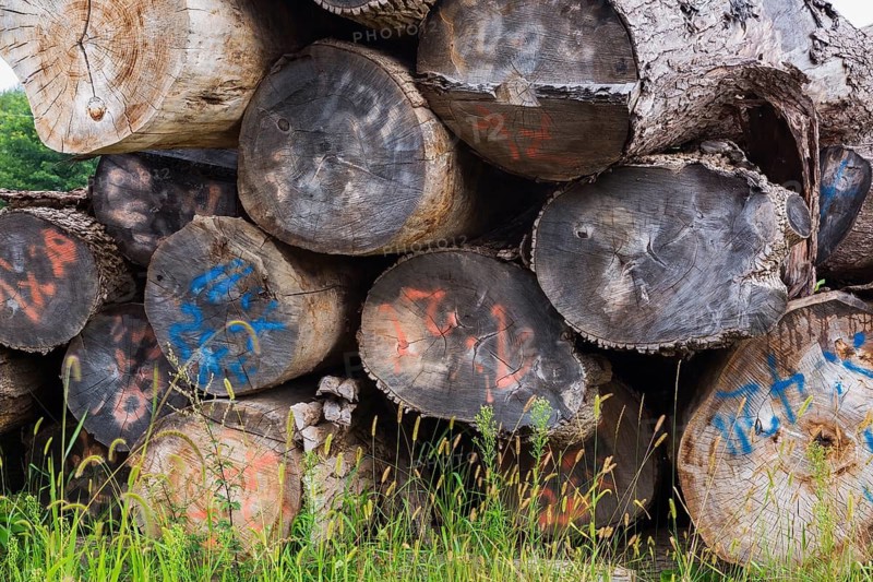 Close-up of pile of large cut and stacked logs marked with grading numbers in woodyard in summer, Quebec, Canada