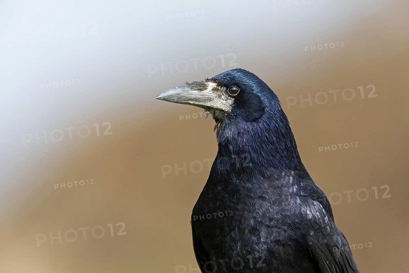 Rook (Corvus frugilegus), Rhineland-Palatinate, Germany