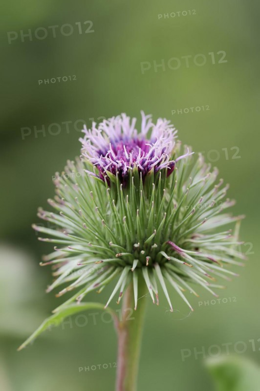Greater burdock (Arctium lappa), flower, North Rhine-Westphalia, Germany