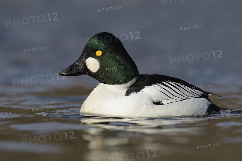 Common Goldeneye (Bucephala clangula) male, Brandenburg, Germany