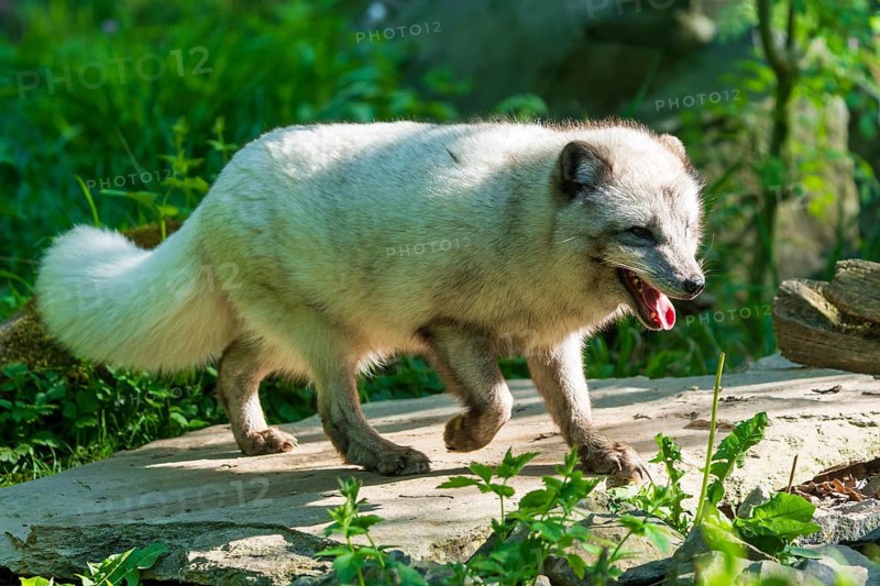 An arctic fox running along a sunny forest path, Arctic fox, (Alopex lagopus) France