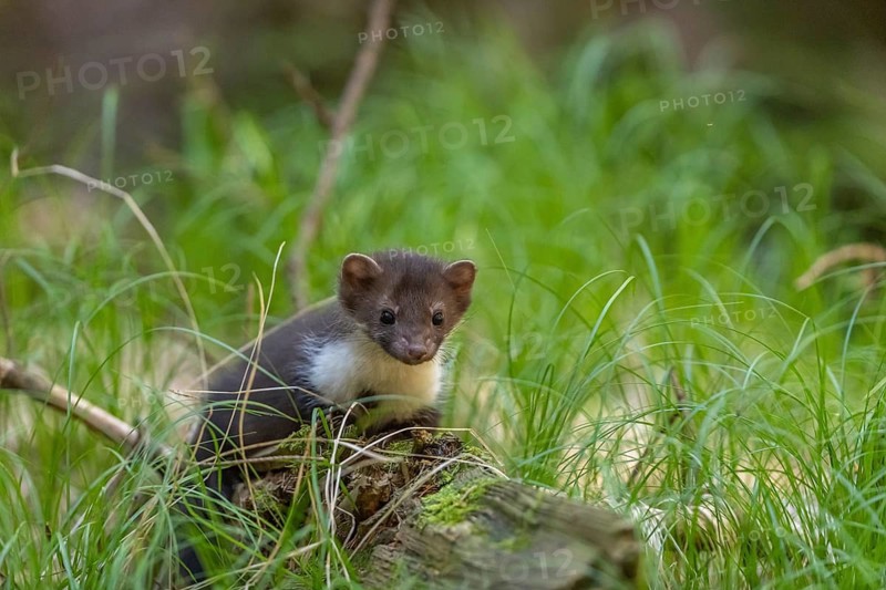 One beech marten (Martes foina), playing on the forest floor between green vegetation