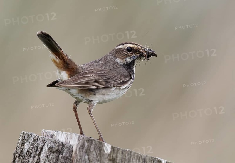 Bluethroat (Luscinia svecica cyanecula) female, Schleswig-Holstein, Germany