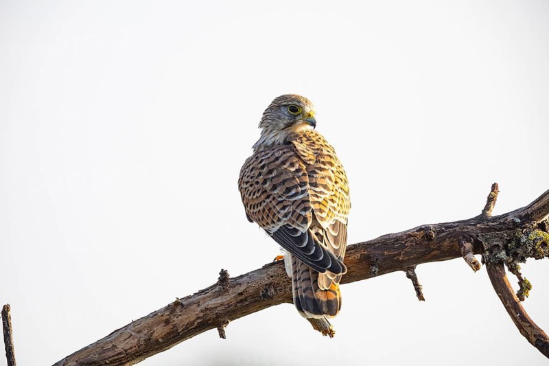 Kestrel (Falco tinnunculus) Germany