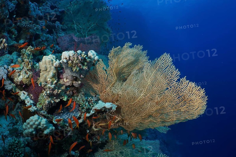 Giant fan coral (Annella mollis)