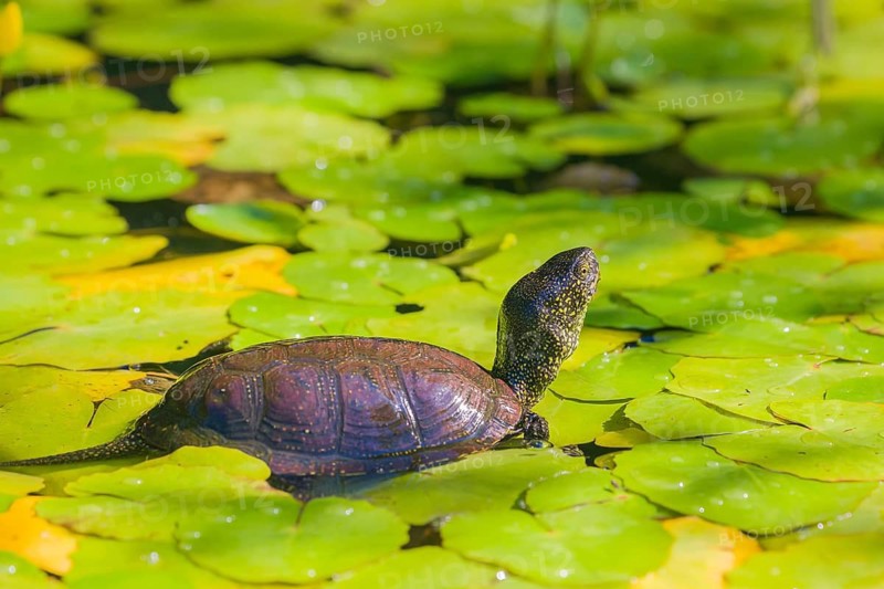 A European pond turtle (Emys orbicularis), makes its way through the leaves of Water Lilly covererd pond