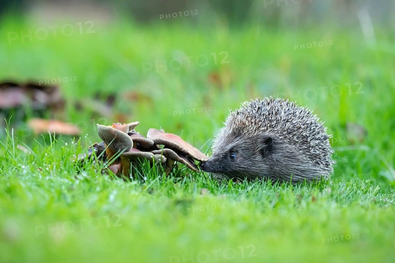European hedgehog (Erinaceus europaeus) adult animal standing next to fungi on a garden lawn in the autumn, Suffolk, England, United Kingdom