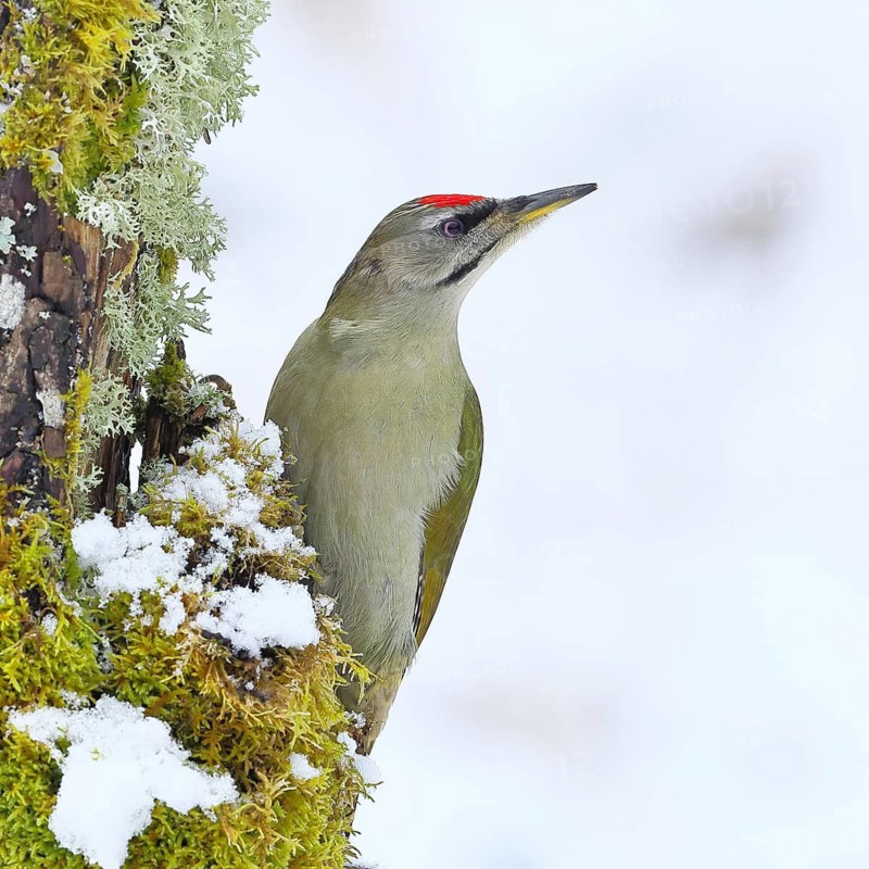 Grey-headed woodpecker (Picus canus), male sitting on a dead wood covered with moss and lichen in winter, Wildlife, Woodpeckers, Birds, Nature photography, Wilnsdorf, North Rhine-Westphalia, Germany